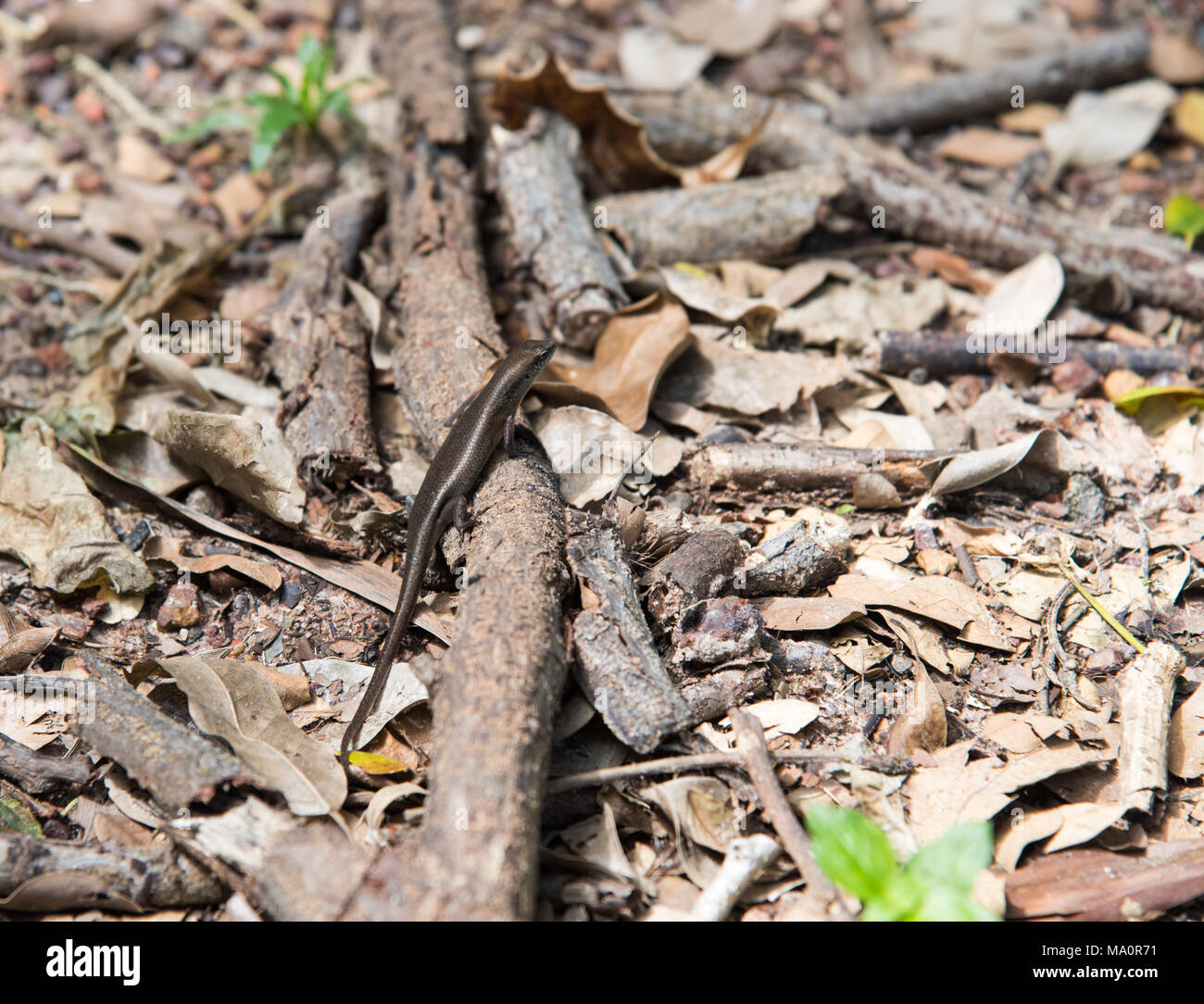 One shiny skink lizard on rainforest ground with dried leaves and branch in Darwin, Australia Stock Photo