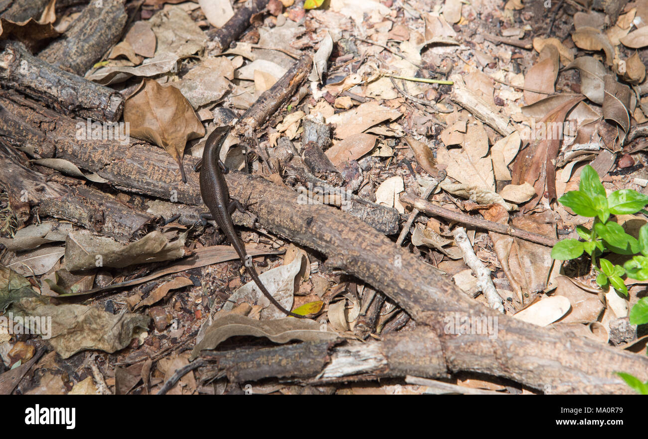 One shiny skink lizard on rainforest ground with dried leaves and branch in Darwin, Australia Stock Photo