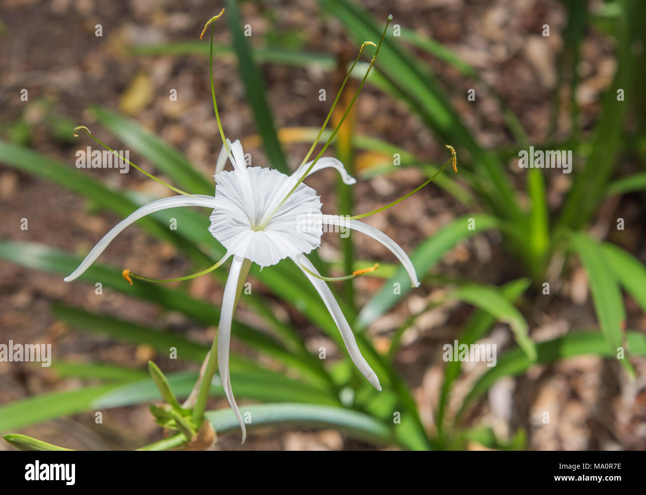 White spider lily blossom with foliage in Darwin, Australia Stock Photo
