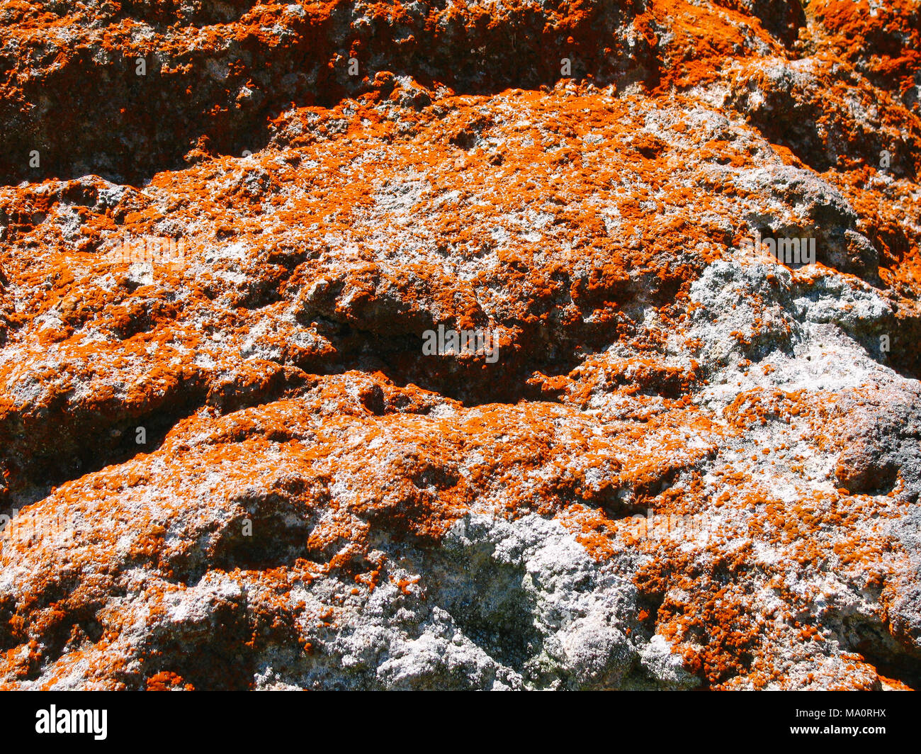 Red Sunburst Lichen covering volcanic rocks in the Tongariro Alpine National Park Stock Photo