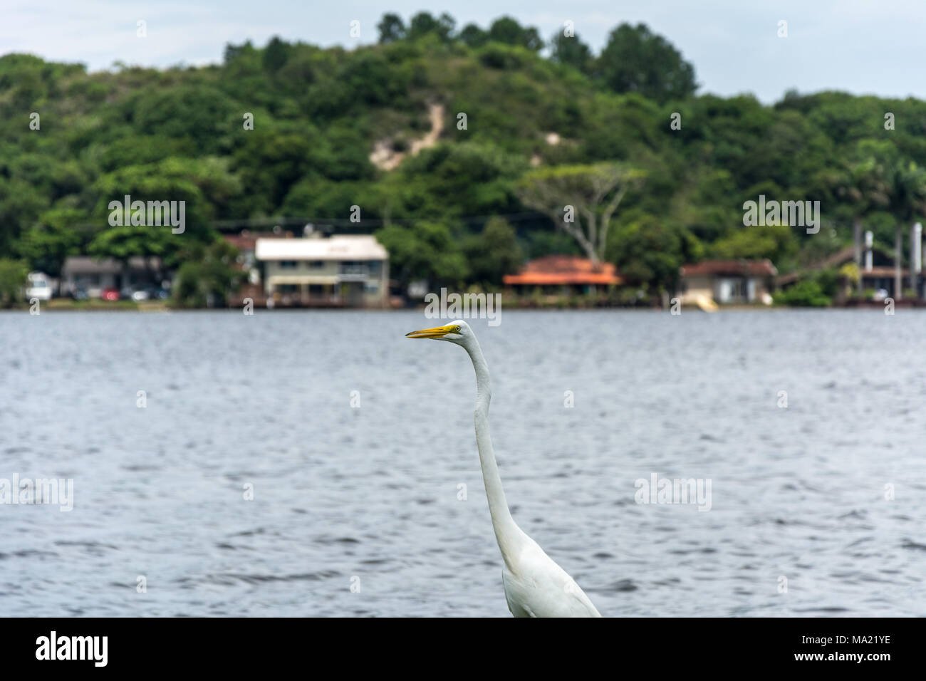 Florianopolis, Brazil. Februry, 2018. White heron walking near a lake (Lagoa da Conceicao). Stock Photo