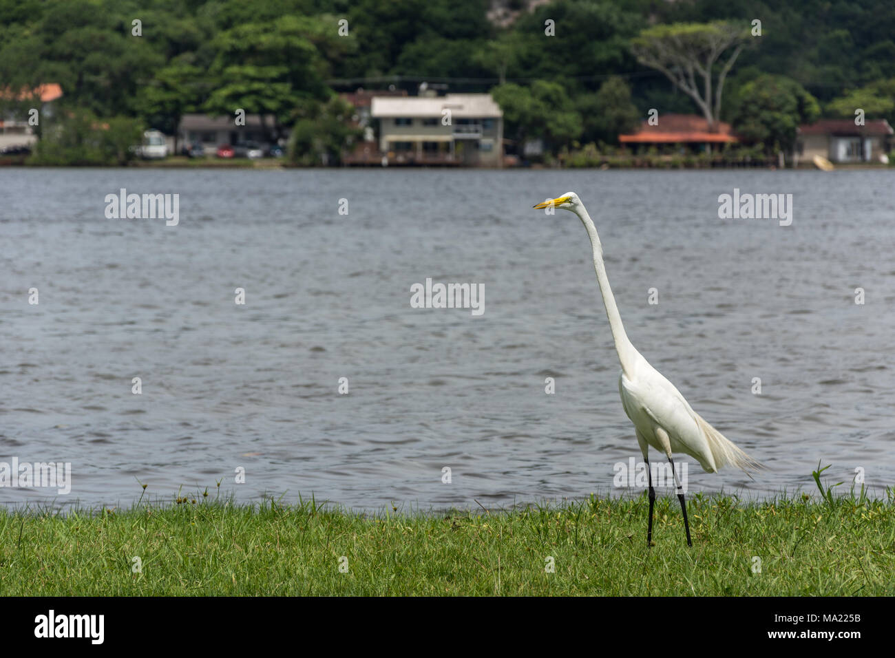 Florianopolis, Brazil. Februry, 2018. White heron walking near a lake (Lagoa da Conceicao). Stock Photo