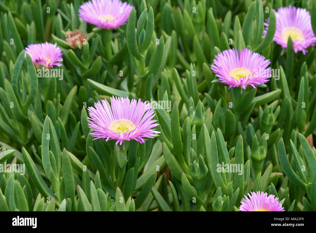 Carpobrotus glaucescens. It is a species of flowering plant in the ice plant family. It is commonly known as angular sea-fig or pigface. Stock Photo