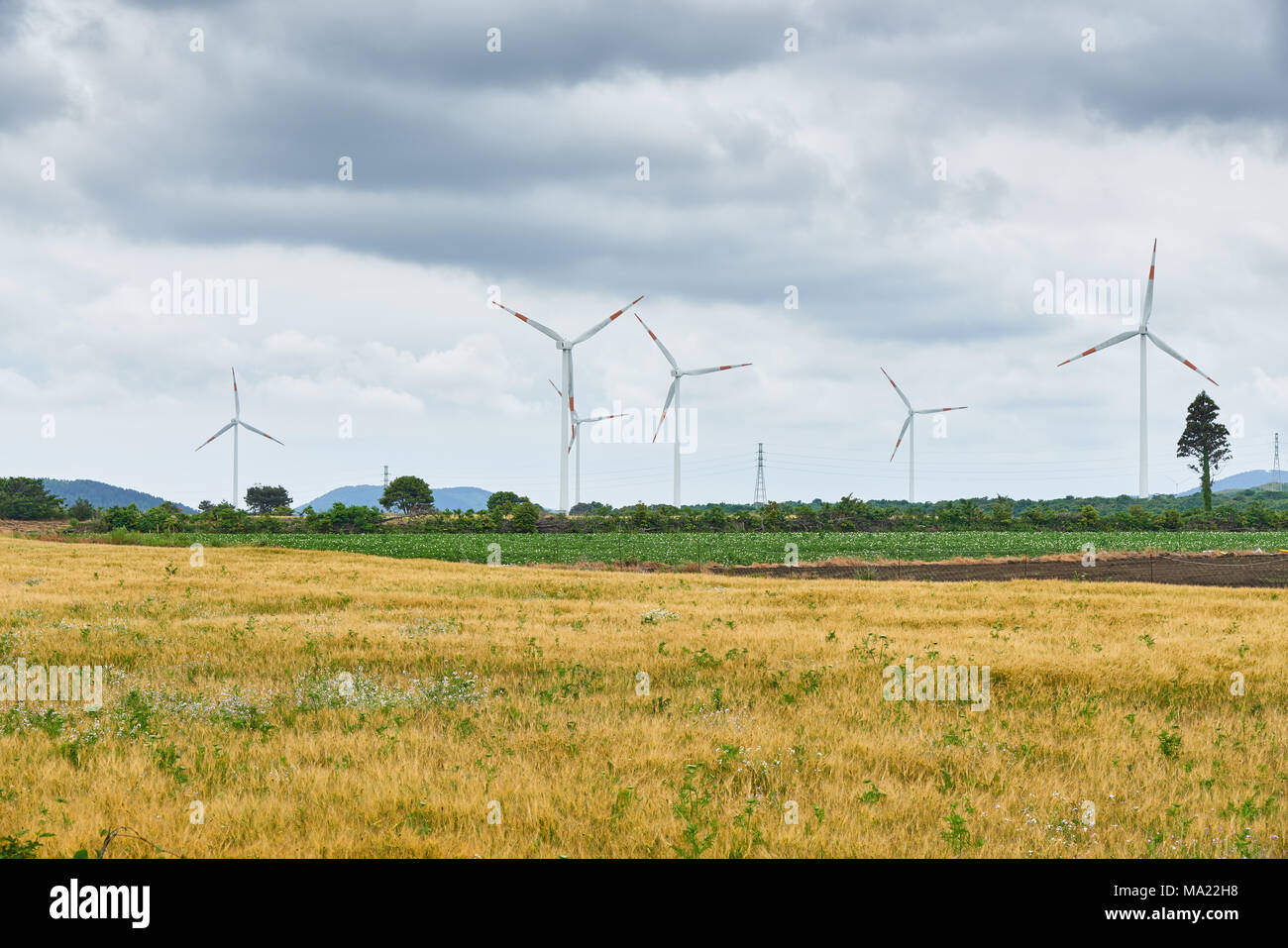 yellow barley field with wind generators and dynamic clouds in Jeju island, Korea. Stock Photo