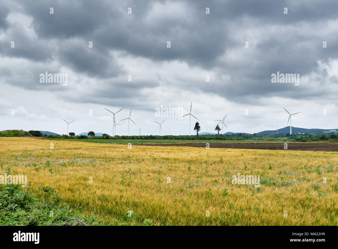 yellow barley field with wind generators and dynamic clouds in Jeju island, Korea. Stock Photo