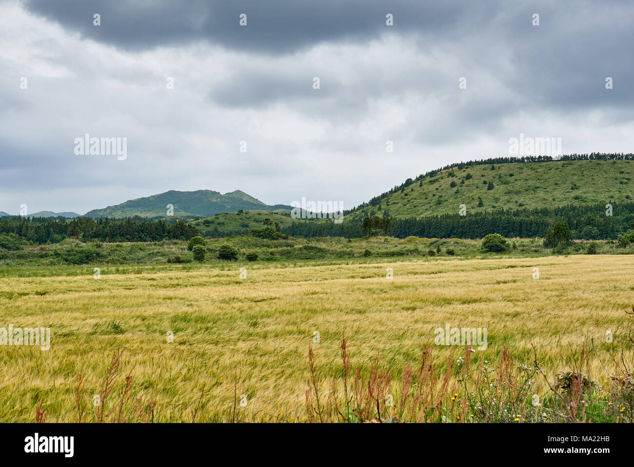 yellow barley field with dynamic clouds in Jeju island, Korea. Stock Photo