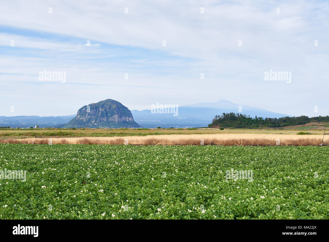 Scenery of potato farm field with Mt. Sanbangsan and Mt. Hallasan in Daejeong-eup, Jeju island, Korea. Stock Photo