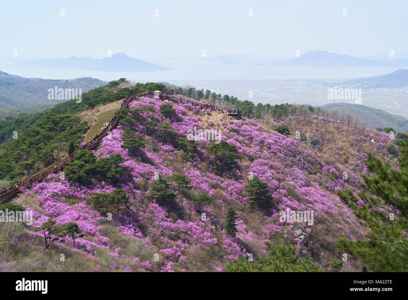 Goryeosan azalea festival, which is held at the end of April every year. Goryeosan is a highest mountain in Ganghwa island. Stock Photo