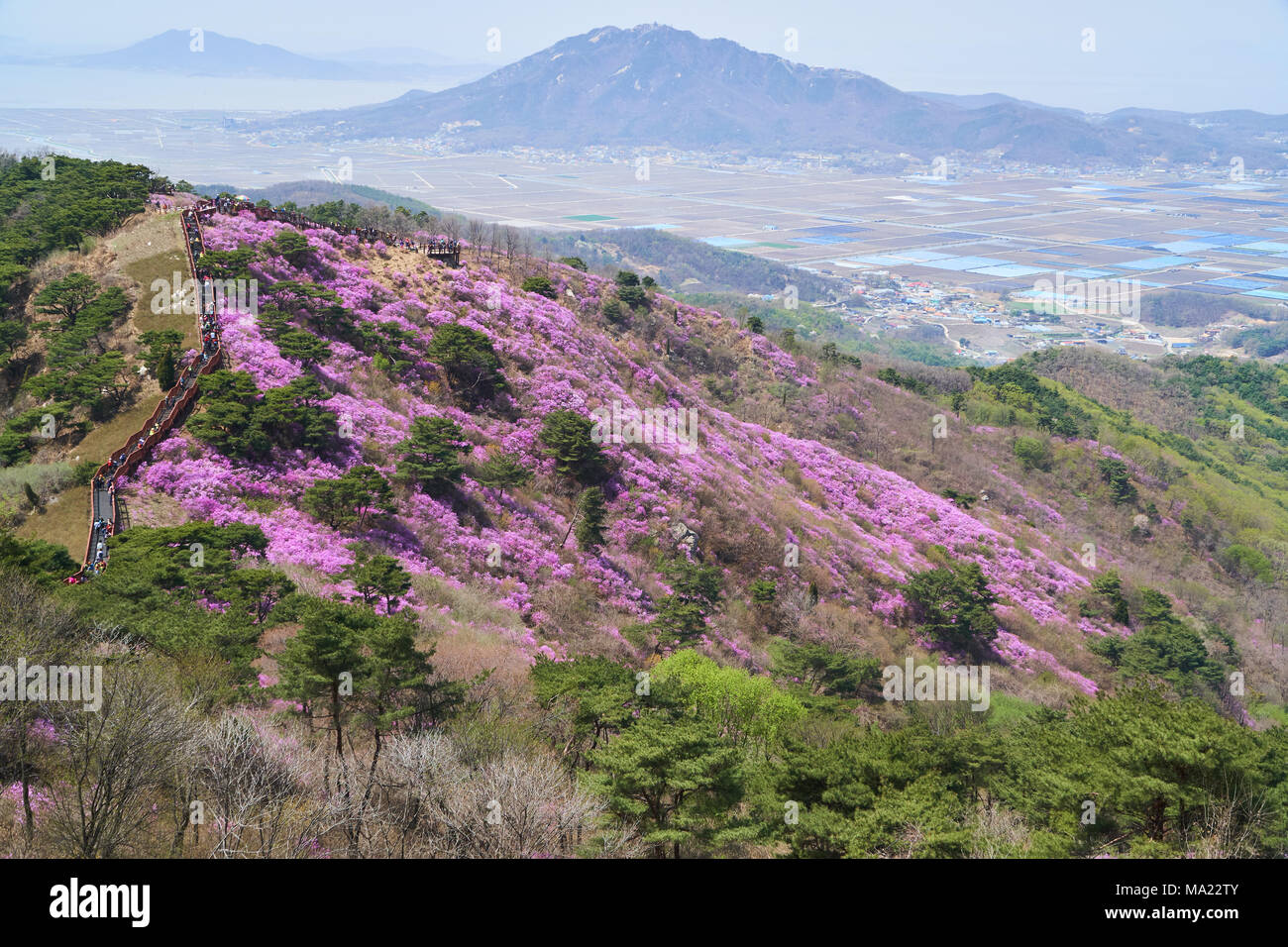 Goryeosan azalea festival, which is held at the end of April every year. Goryeosan is a highest mountain in Ganghwa island. Stock Photo