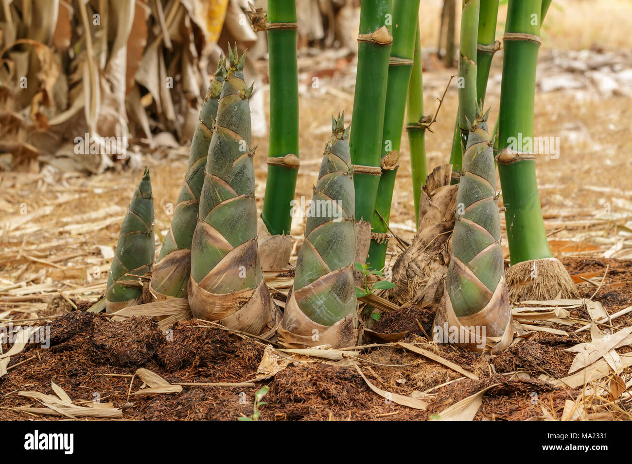 Bamboo pipes water hires stock photography and images Alamy