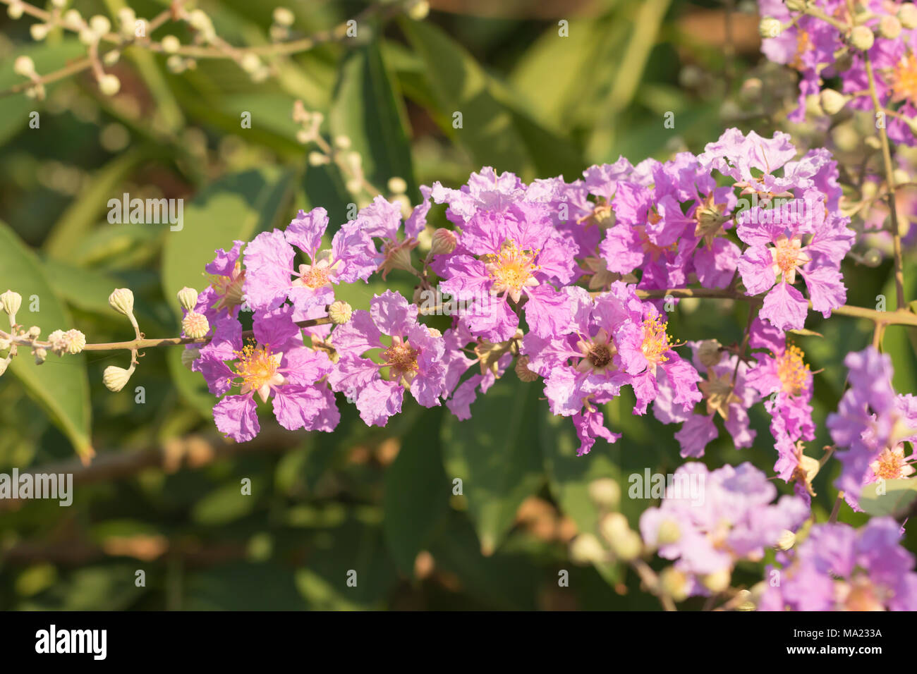 Bouquet of pink flowers blooming ,Cananga ( Cananga odorata) in the garden Stock Photo