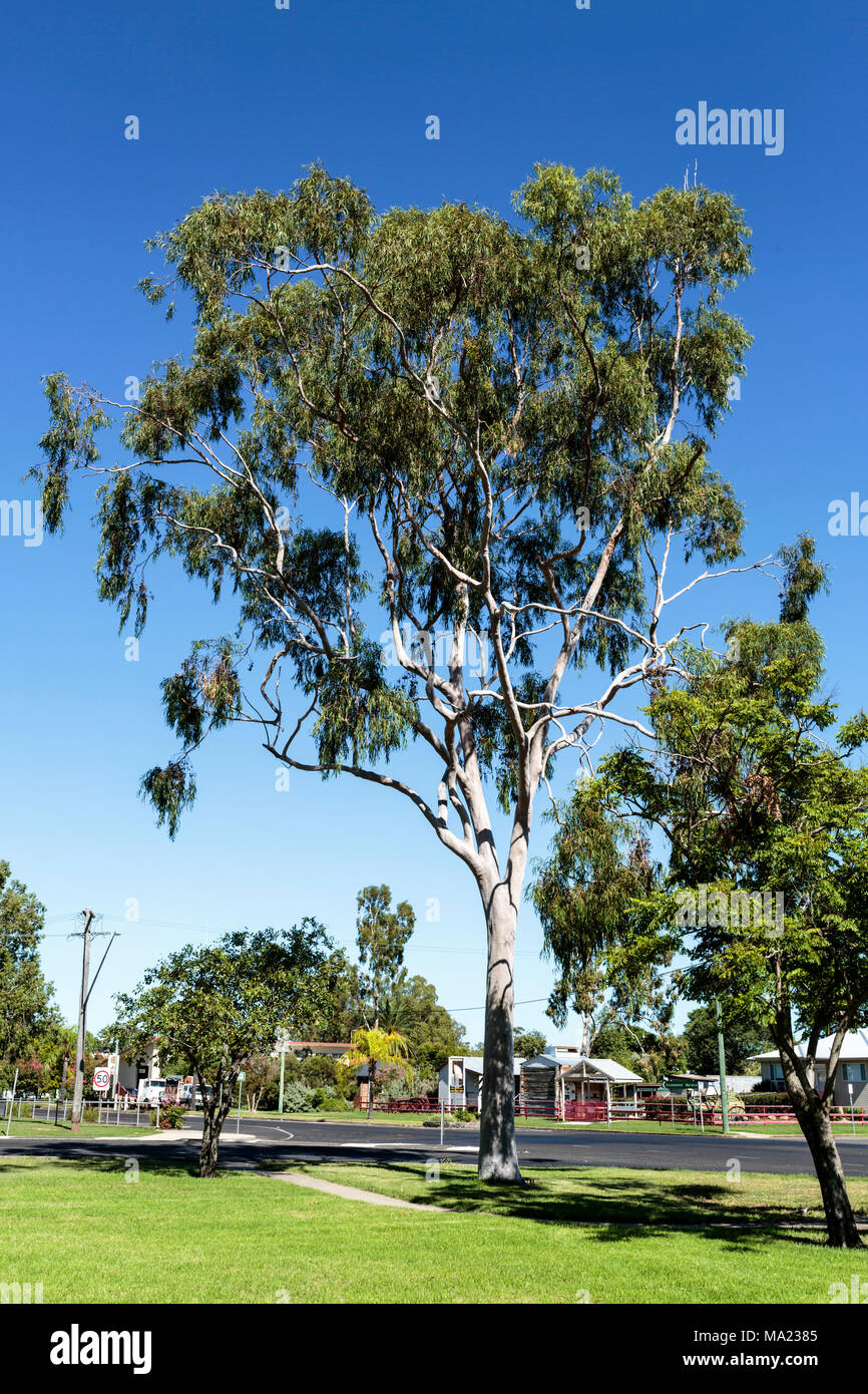 Tall and mature eucalyptus tree, of the Myrtaceae family, in a public park in Inglewood, Queensland, Australia Stock Photo