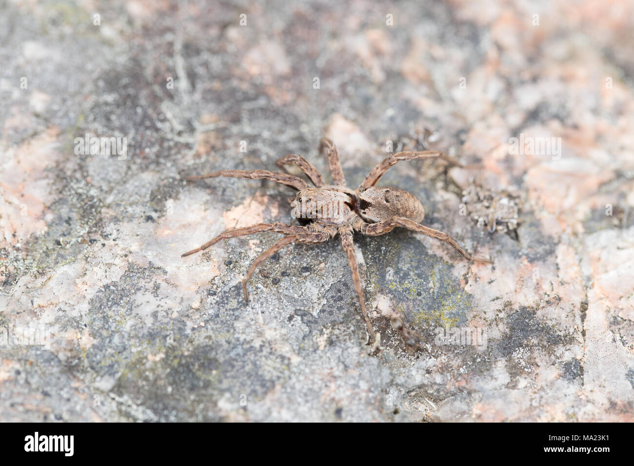Giant fox spider Stock Photo Alamy