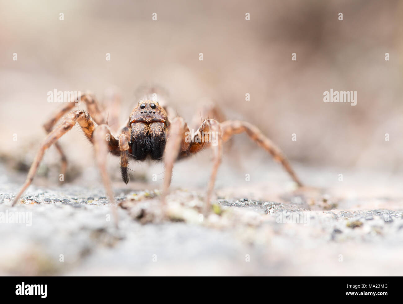 Giant fox spider Stock Photo Alamy