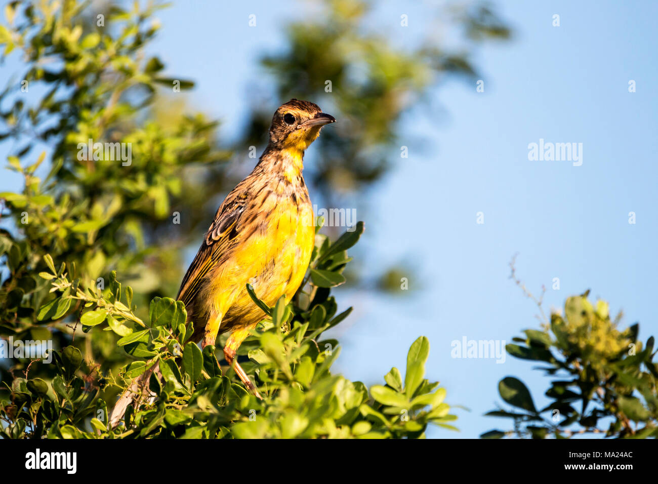 Alert Yellow Throated Longclaw bird perched on treetop green leaves against blue sky at St Lucia in South Africa Stock Photo