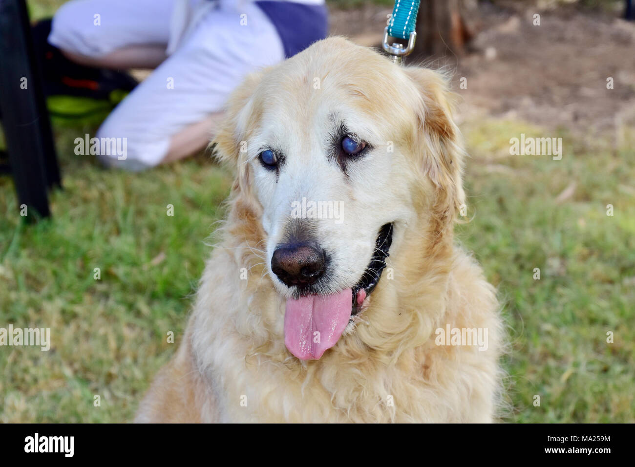 DOGS, OLD LABRADOR Stock Photo