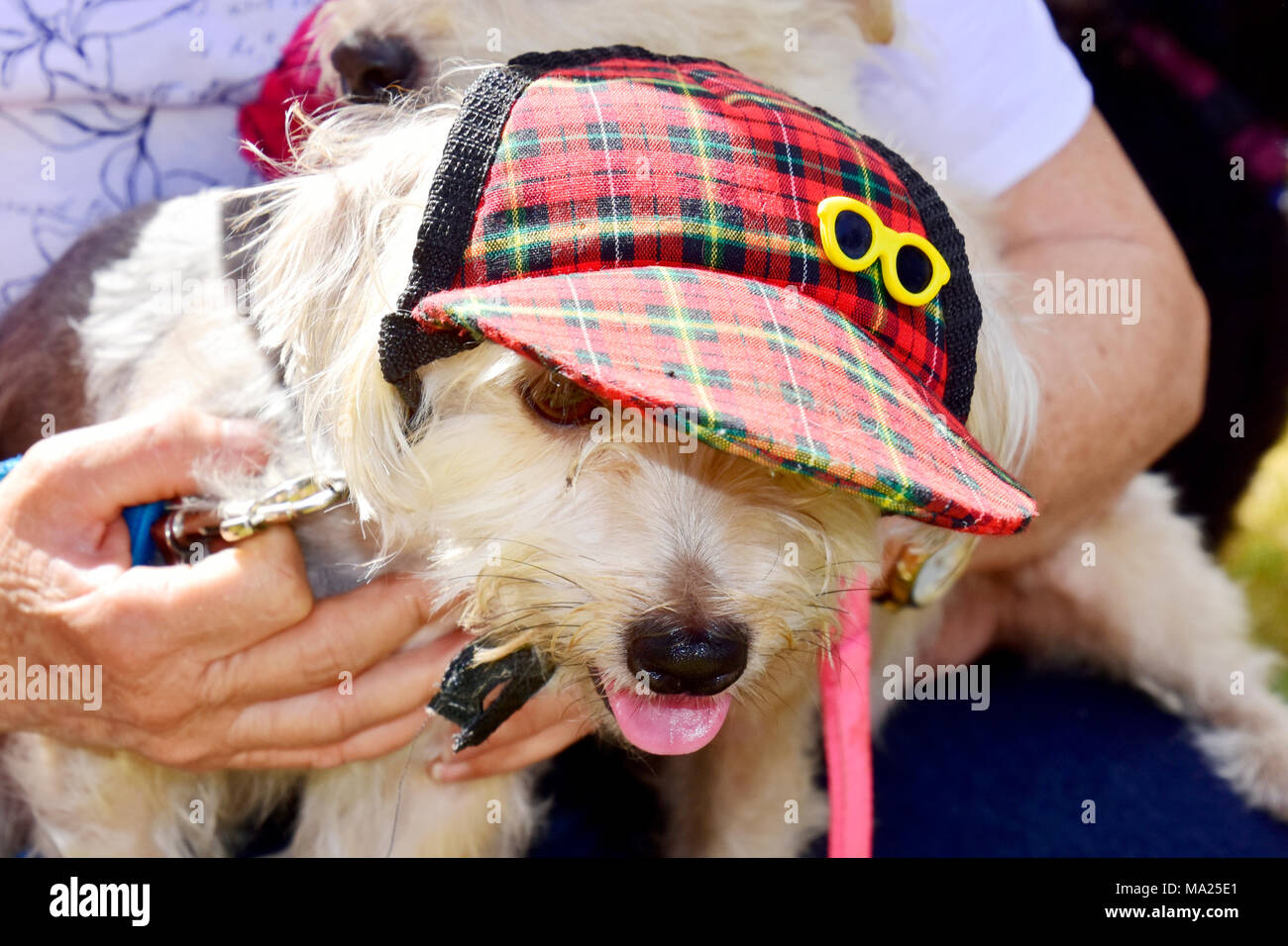 Little dog participating in million paws walk hires stock photography