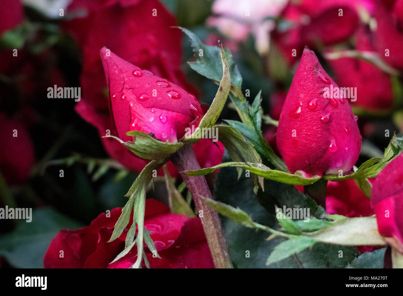 Closed Red Roses with droplets Stock Photo - Alamy