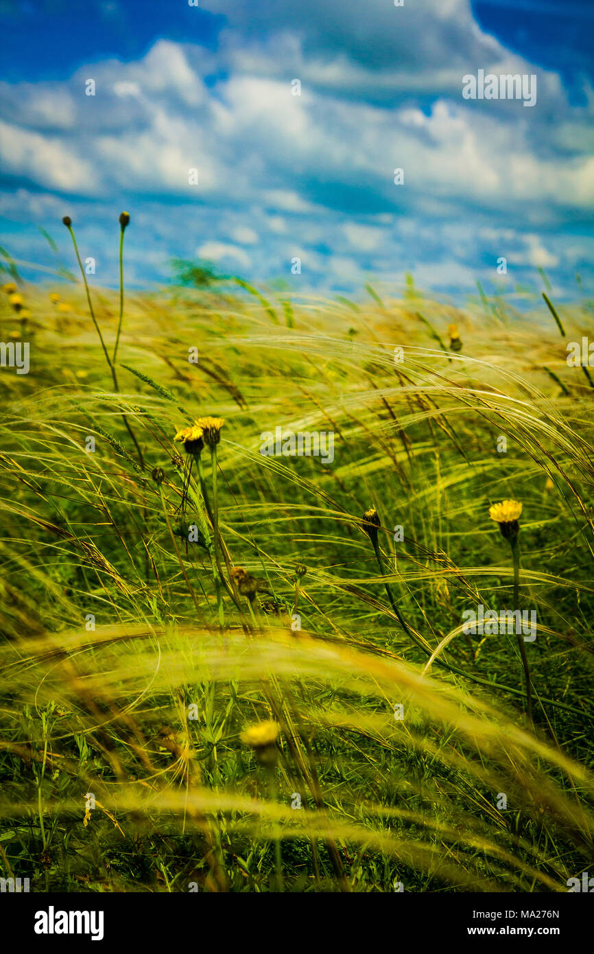 Field with feather grass and yellow flowers Stock Photo