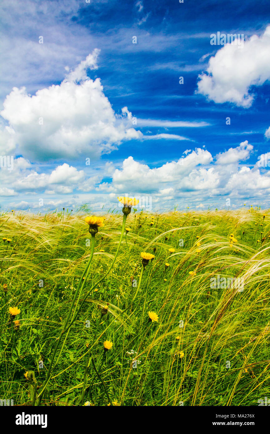 Grass field yellow flowers hi-res stock photography and images - Alamy