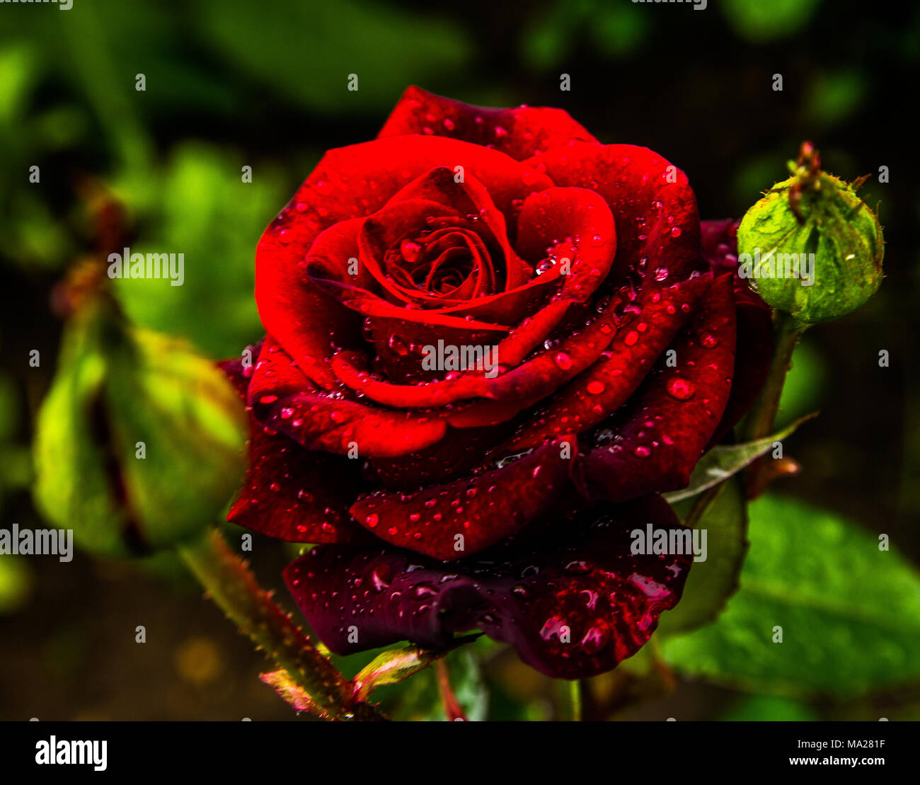 Red RoseBlossoming red rose Stock Photo
