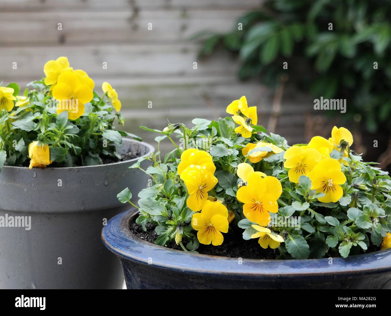 wild pansy or viola in pots, natural green background, yellow spring flower and text space Stock