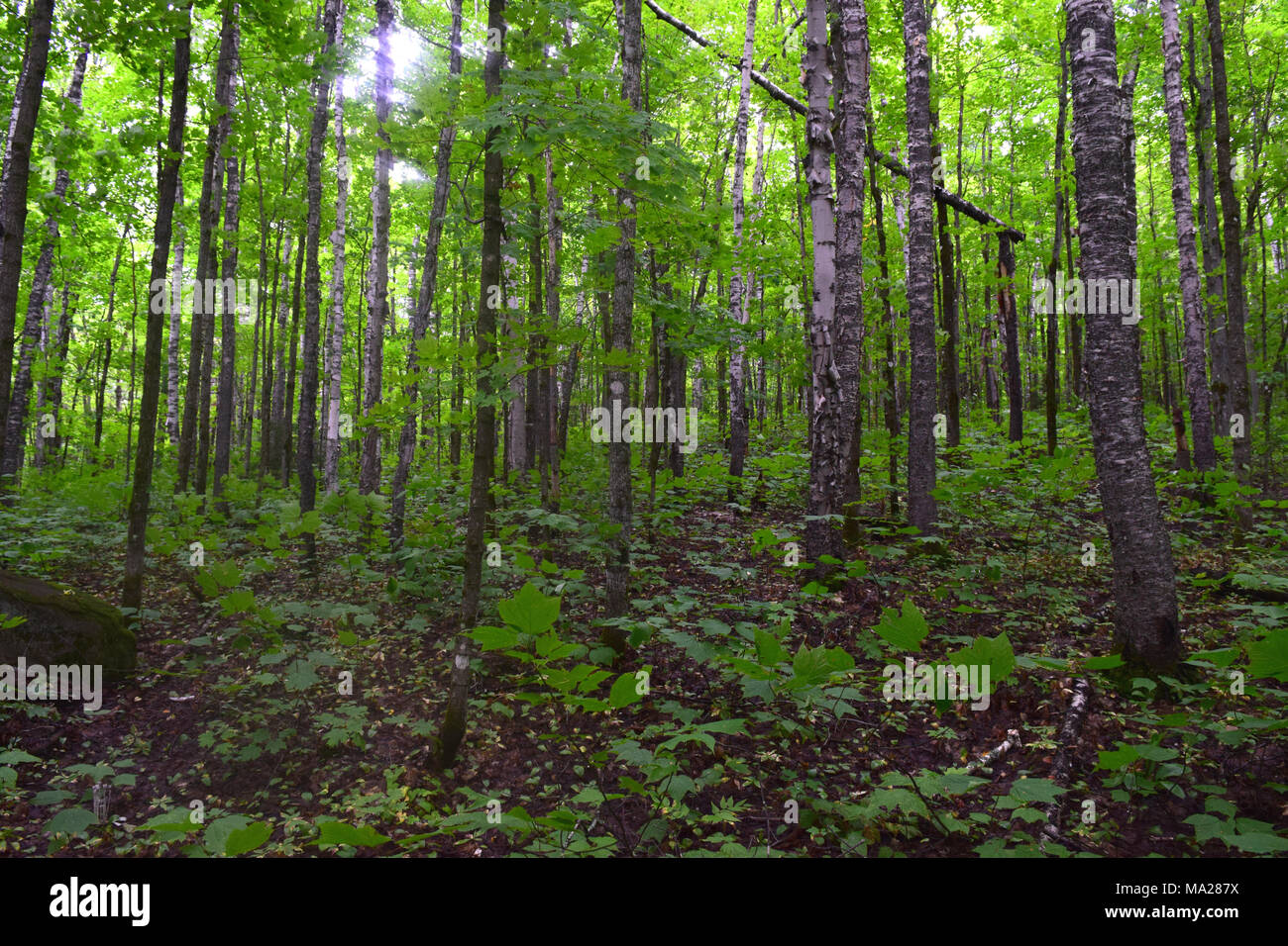 Canadian forest Stock Photo