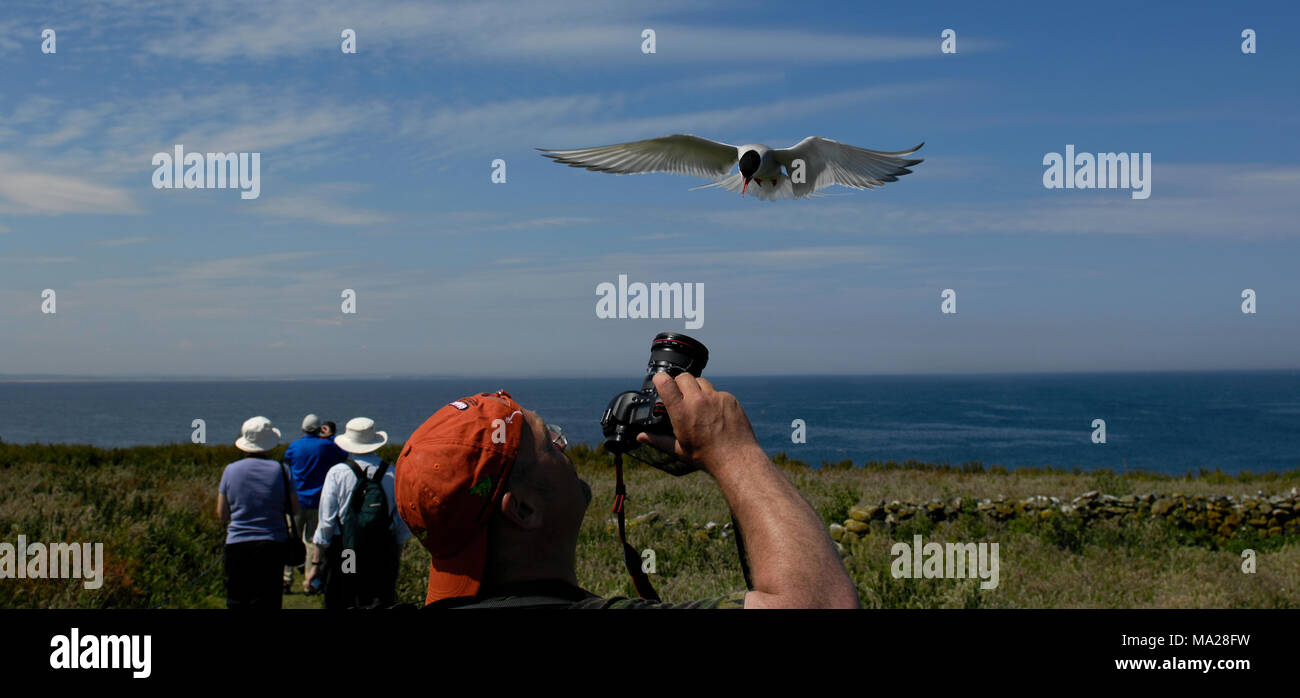 Arctic Tern in flight while a photographer is busy taking photographs of the bird. Stock Photo
