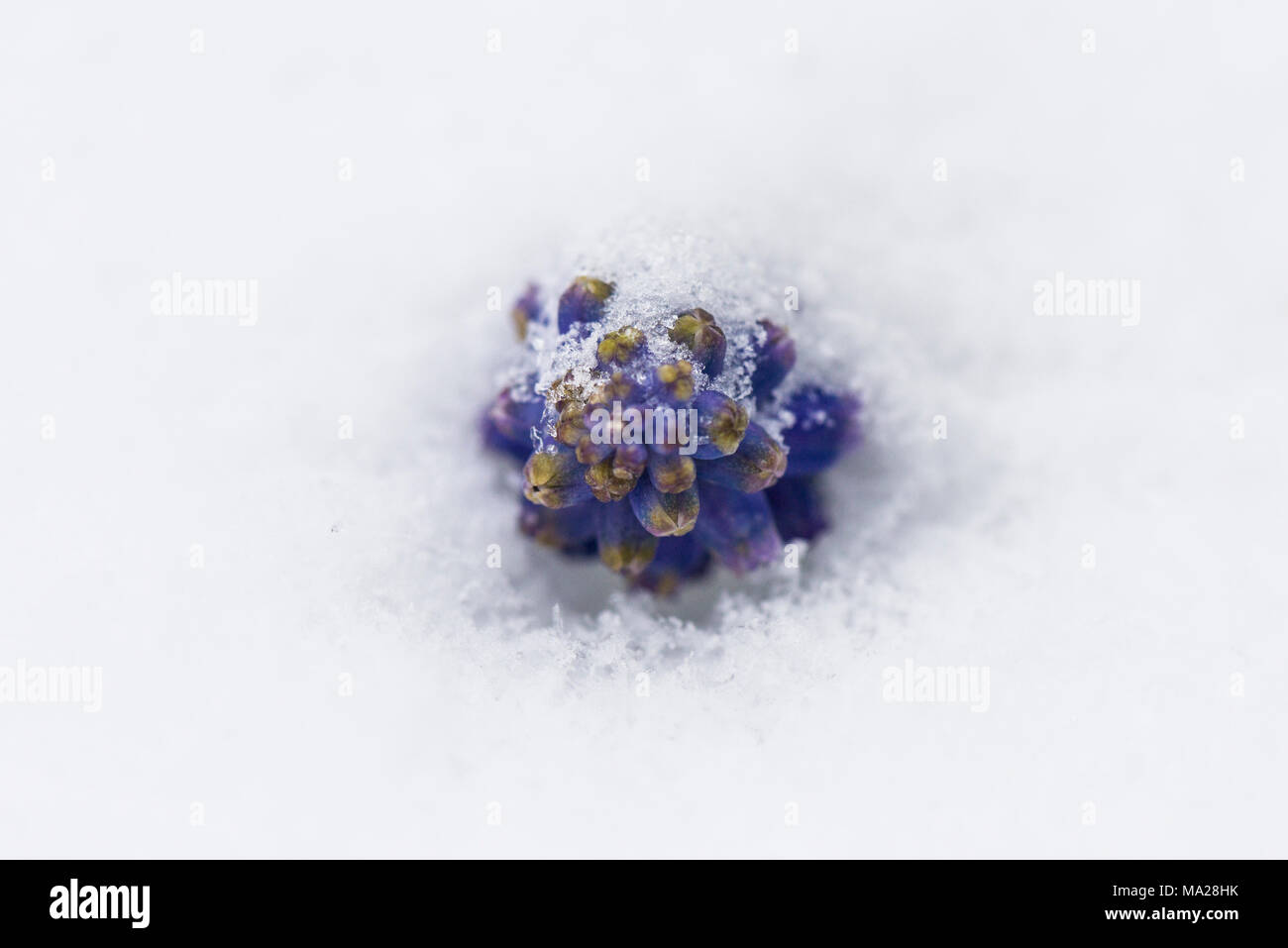 A grape hyacinth (Muscari) poking out from beneath snow Stock Photo