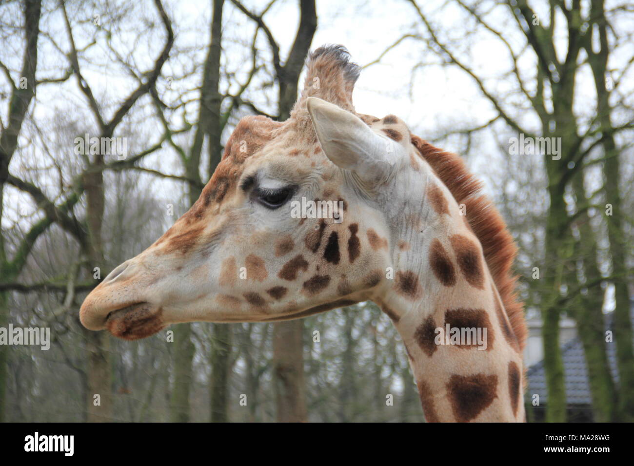 Giraffe eating fruit hi-res stock photography and images - Alamy
