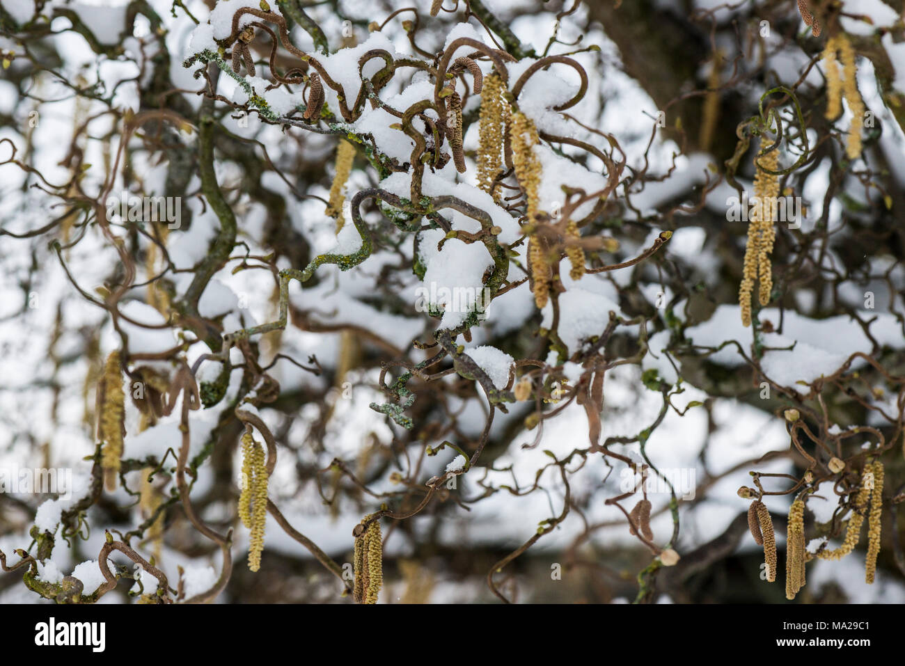 A close up of the catkins of a corkscrew hazel (Corylus avellana 'Contorta') after snowfall Stock Photo