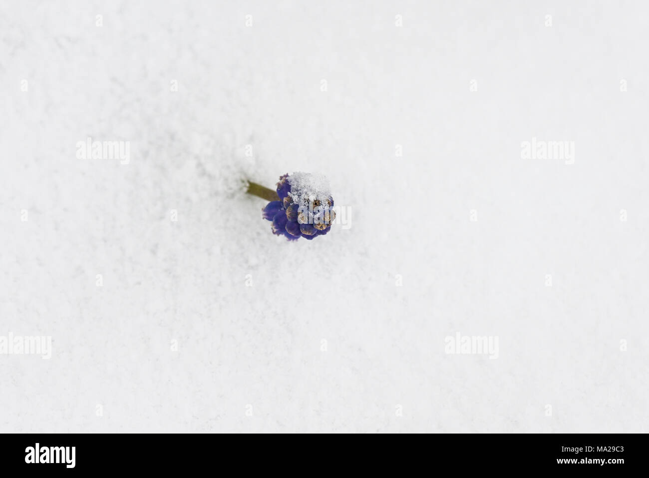 A grape hyacinth (Muscari) poking out from beneath snow Stock Photo