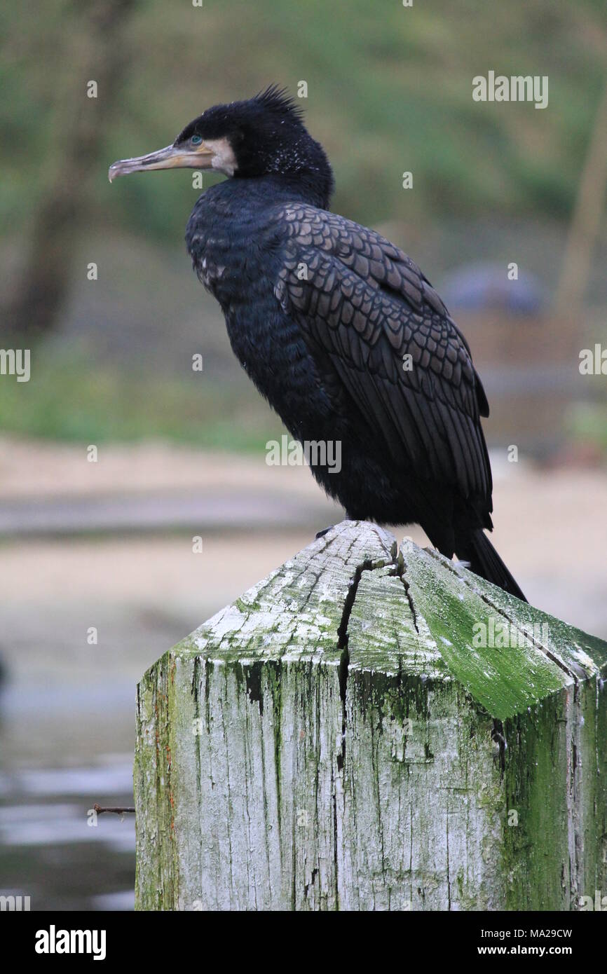 Great Cormorant waiting for his dinner. Stock Photo