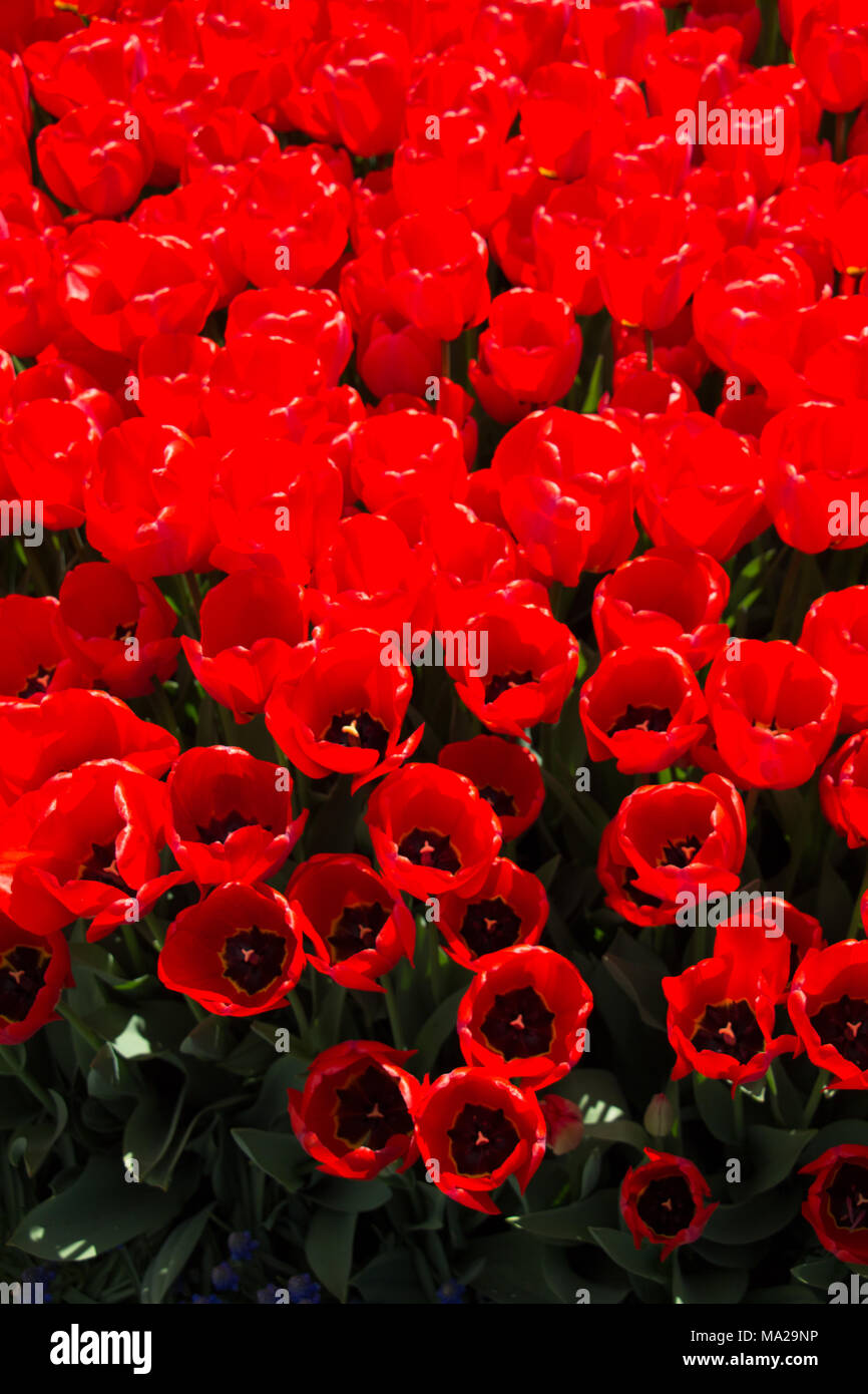 Red color Tulips Bloom in Spring in garden Stock Photo - Alamy