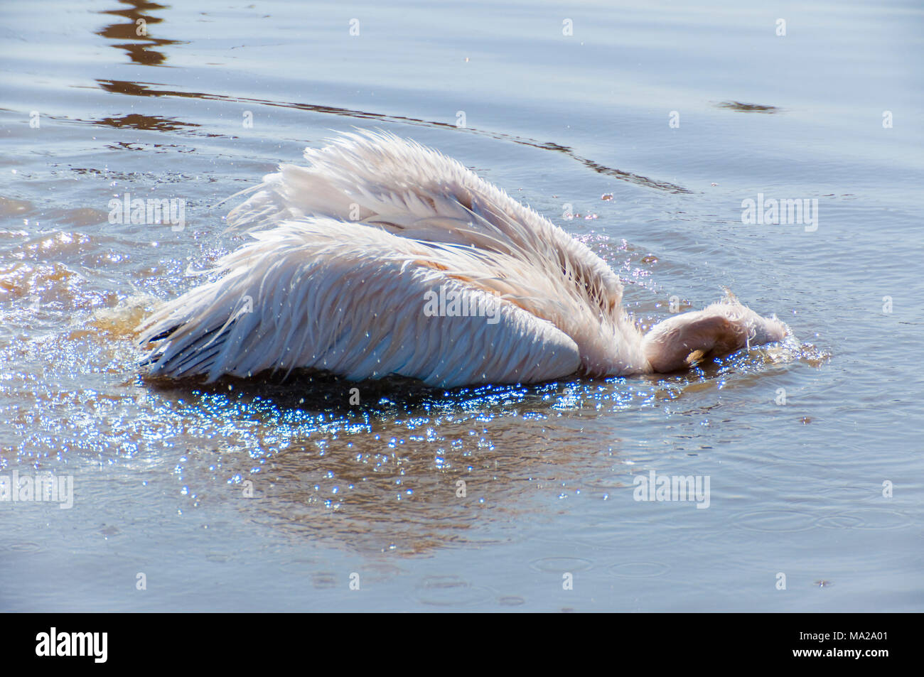 Pelicans are a genus of large water birds that makes up the family Pelecanidae. Stock Photo