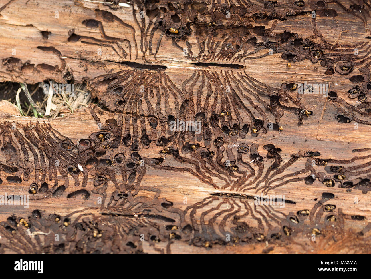 The European spruce bark beetle. Traces of a pest on a tree bark Stock ...