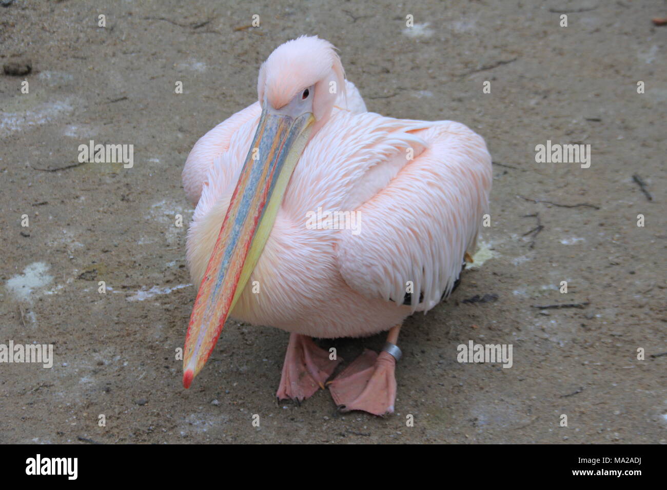 Pelican in zoo Stock Photo