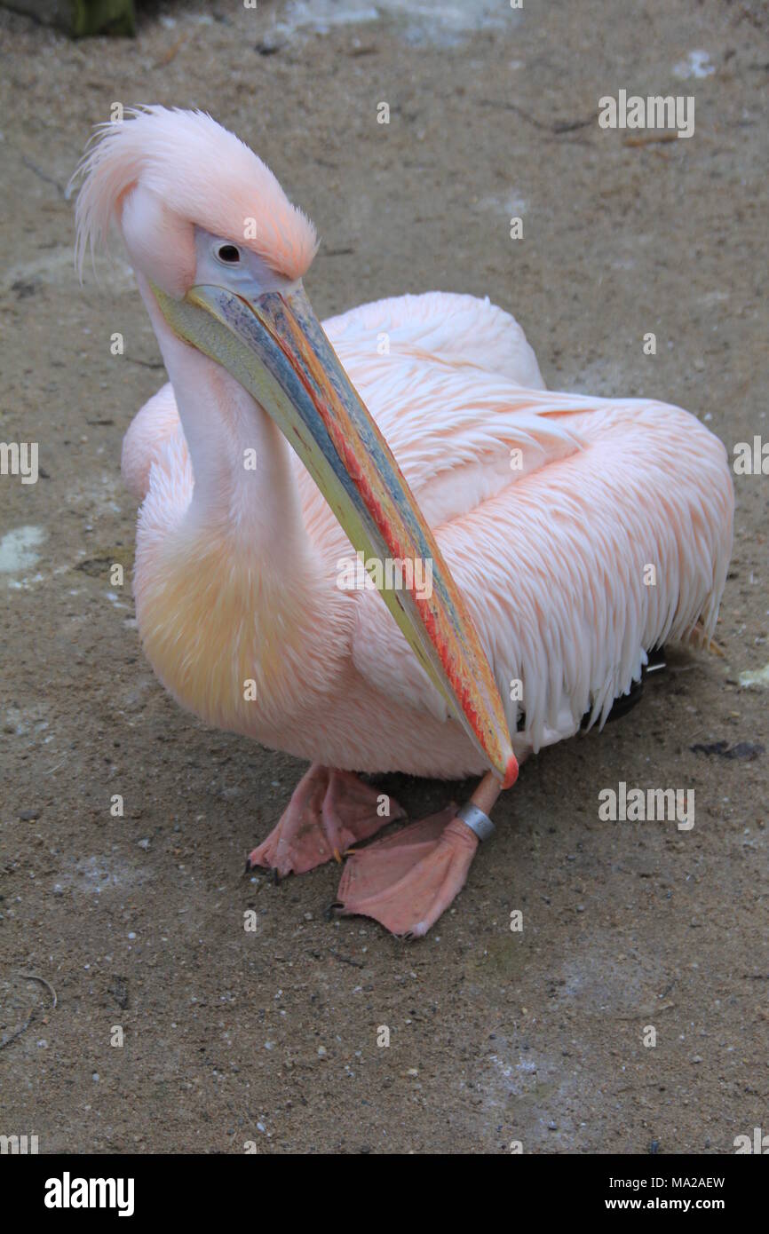 Pelican in zoo Stock Photo