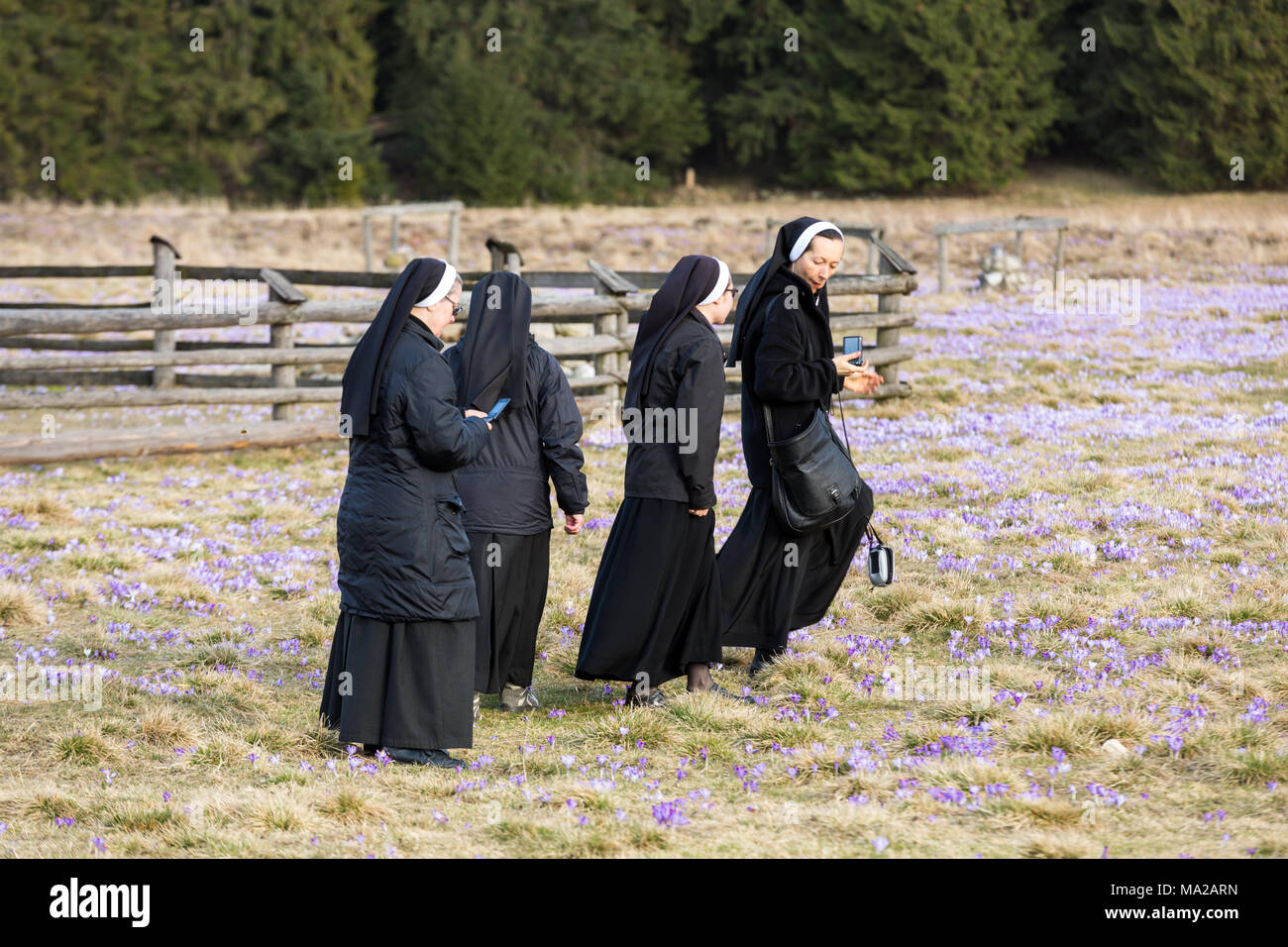 Nuns on mountain meadow with crocus flowers blooming Stock Photo - Alamy