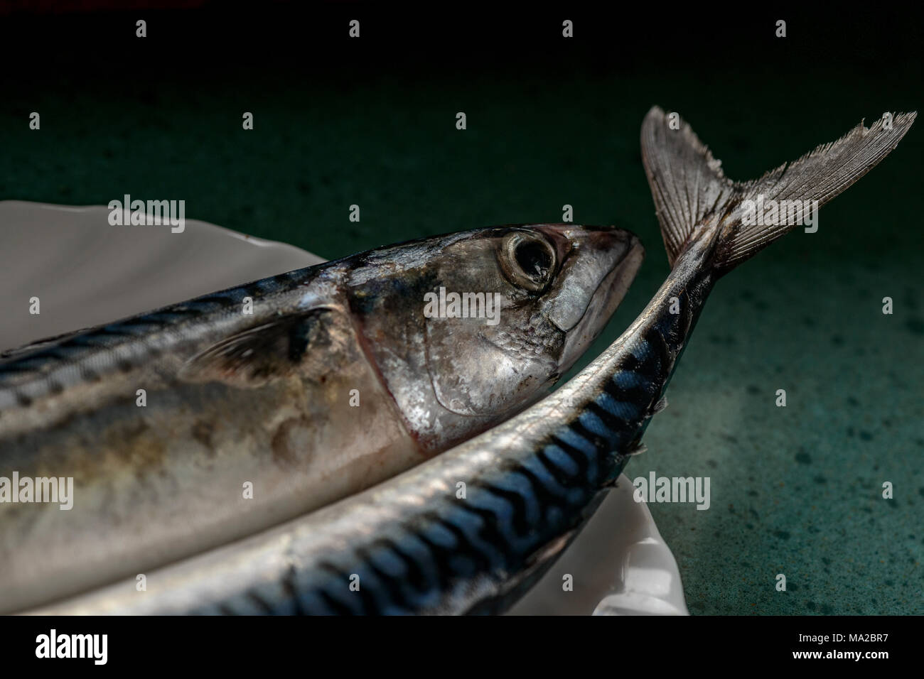 mackerel Stock Photo