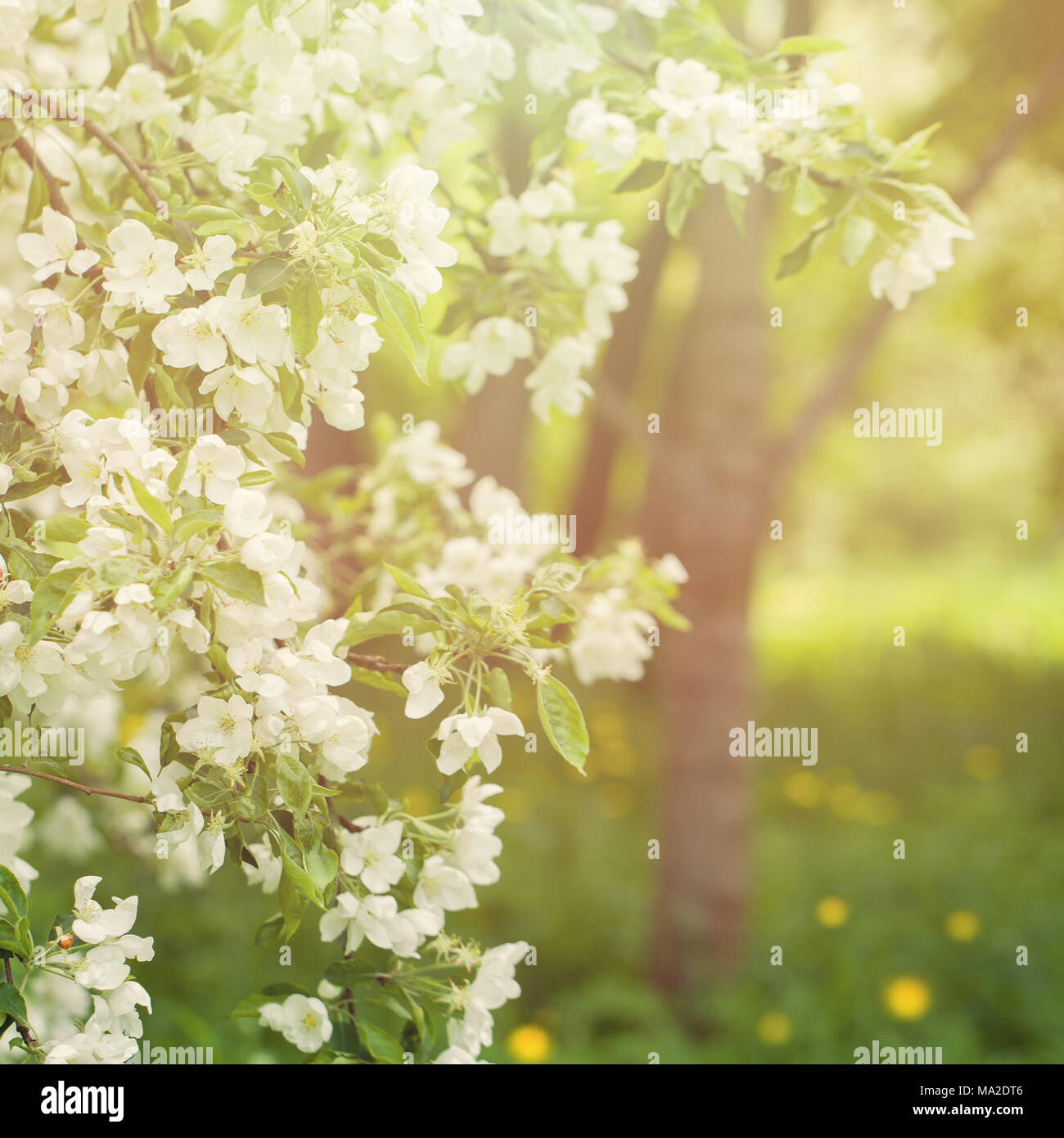 Floral Spring Background with Spring Apple Flowers Green Leaves