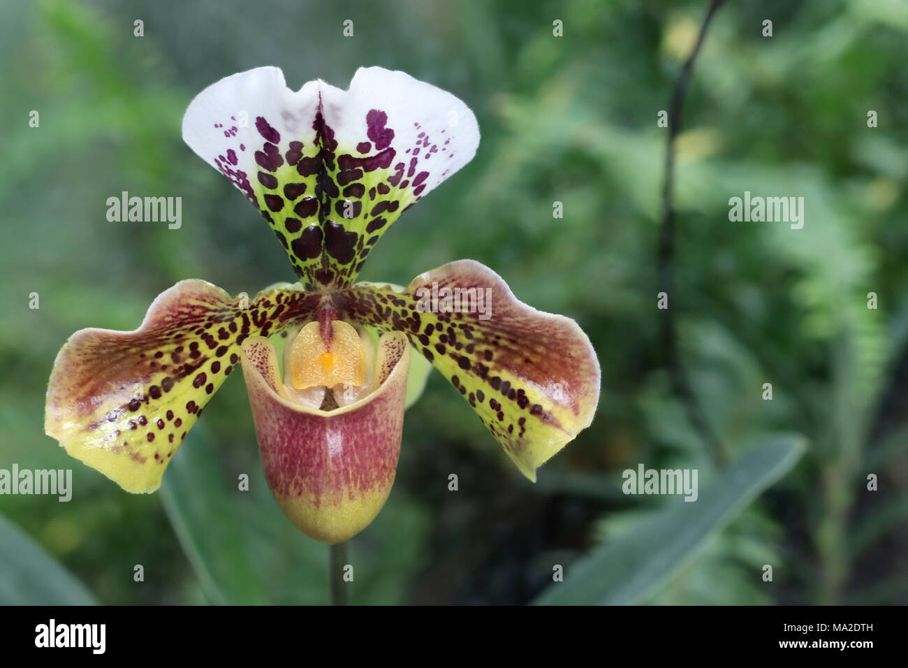Bloom of the Paphiopedilum philippinense - Venus slipper Stock Photo