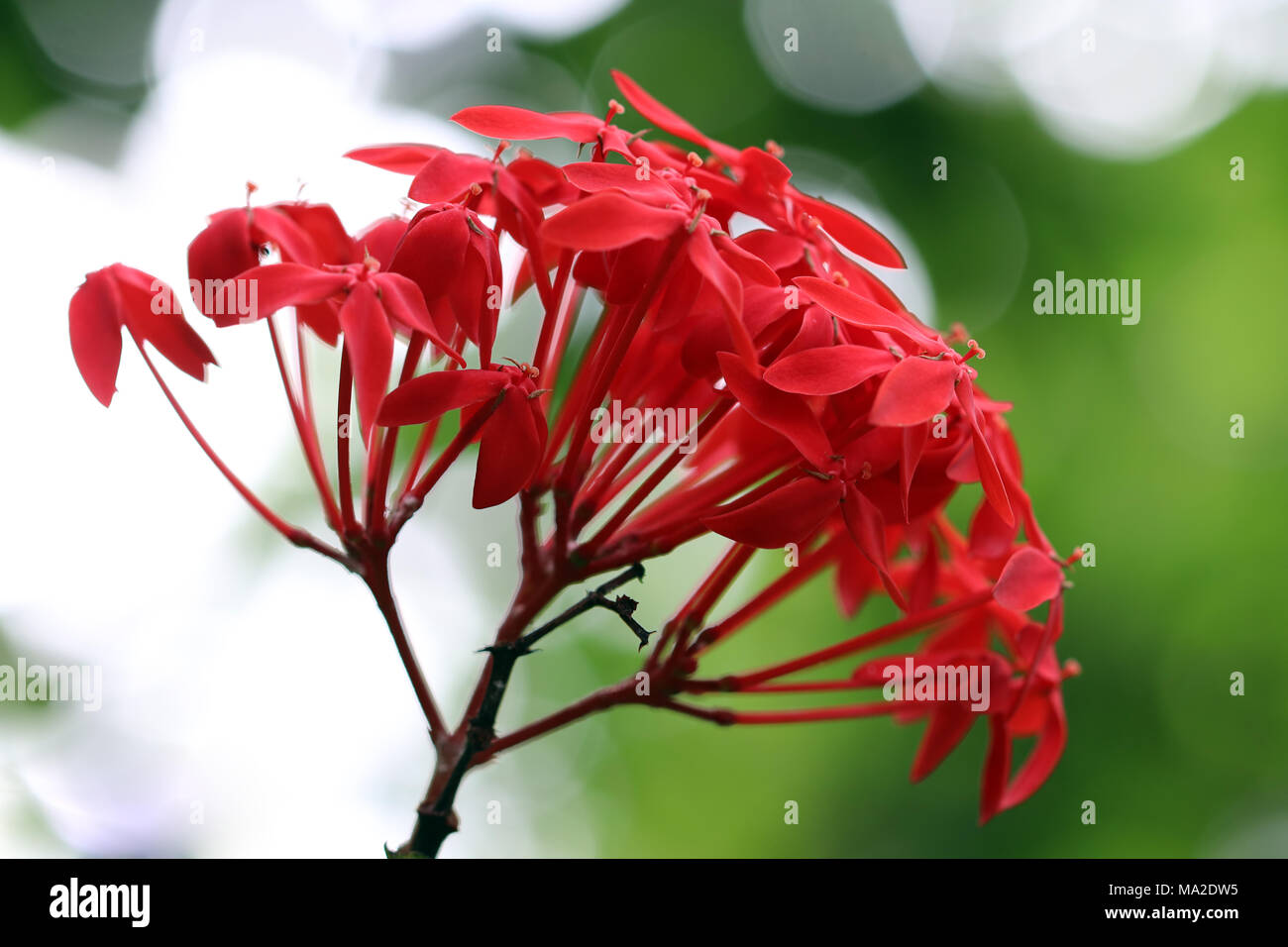 Detail of the bloom of Ixora chinensis Stock Photo