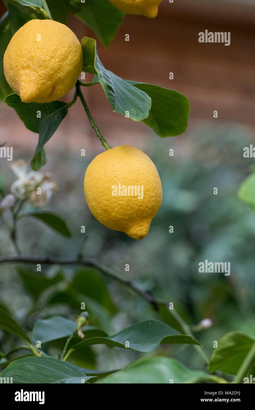 Citrus x limon ‘Four seasons’ . Lemon 'Four Seasons' fruit on the tree inside the glasshouse at RHS Wisley gardens, Surrey, UK Stock Photo