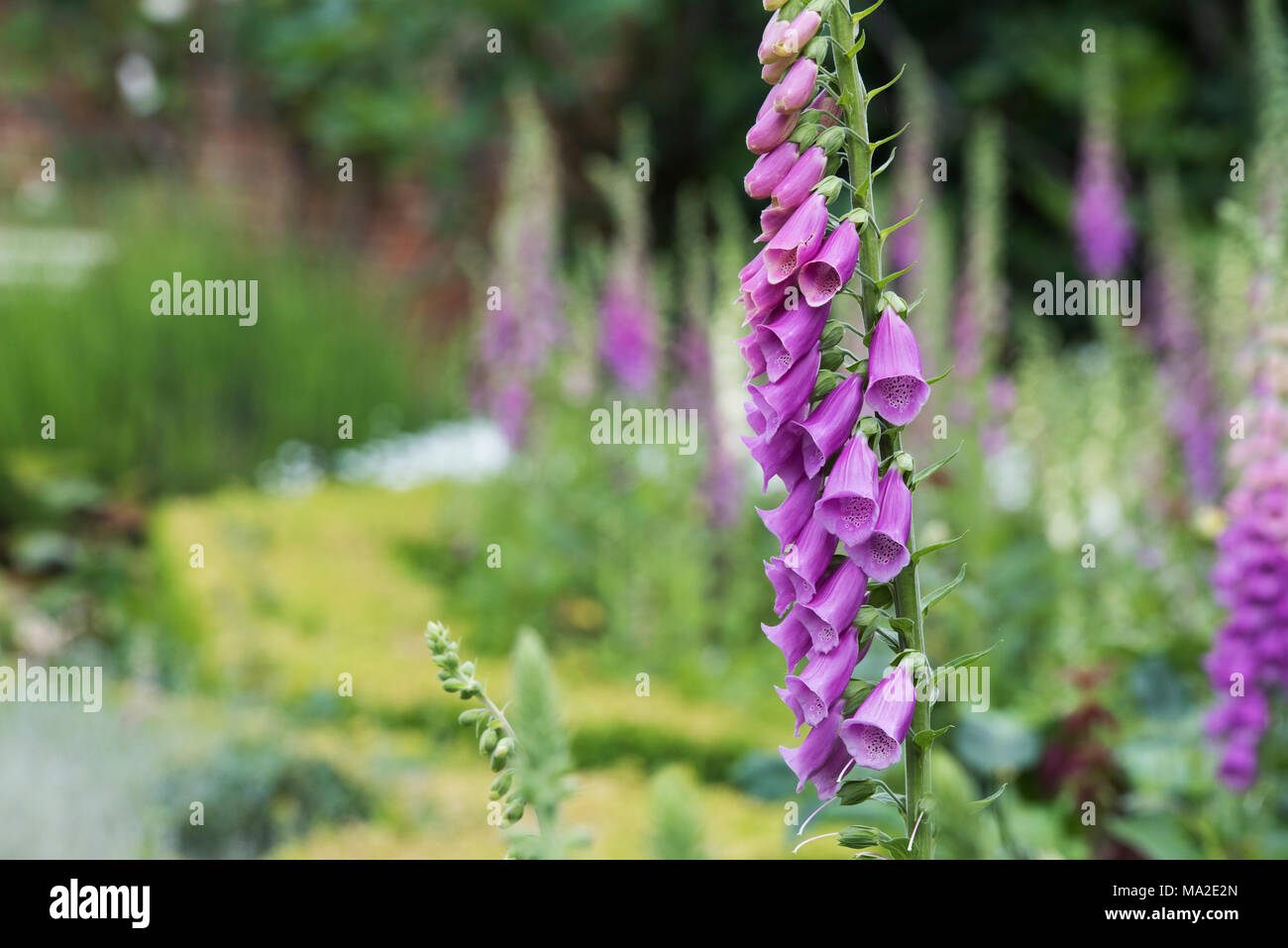 Digitalis Purpurea. Foxgloves in an english garden. Oxfordshire, England Stock Photo