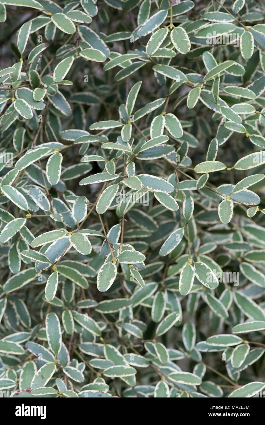 Eucryphia lucida 'Spring Glow' . Spring Glow Leatherwood foliage in early spring. UK Stock Photo