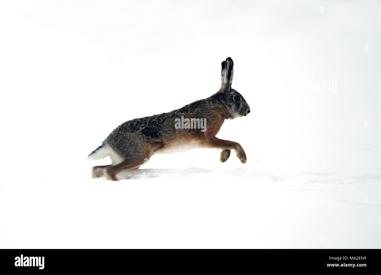 Snow rabbit running hires stock photography and images Alamy