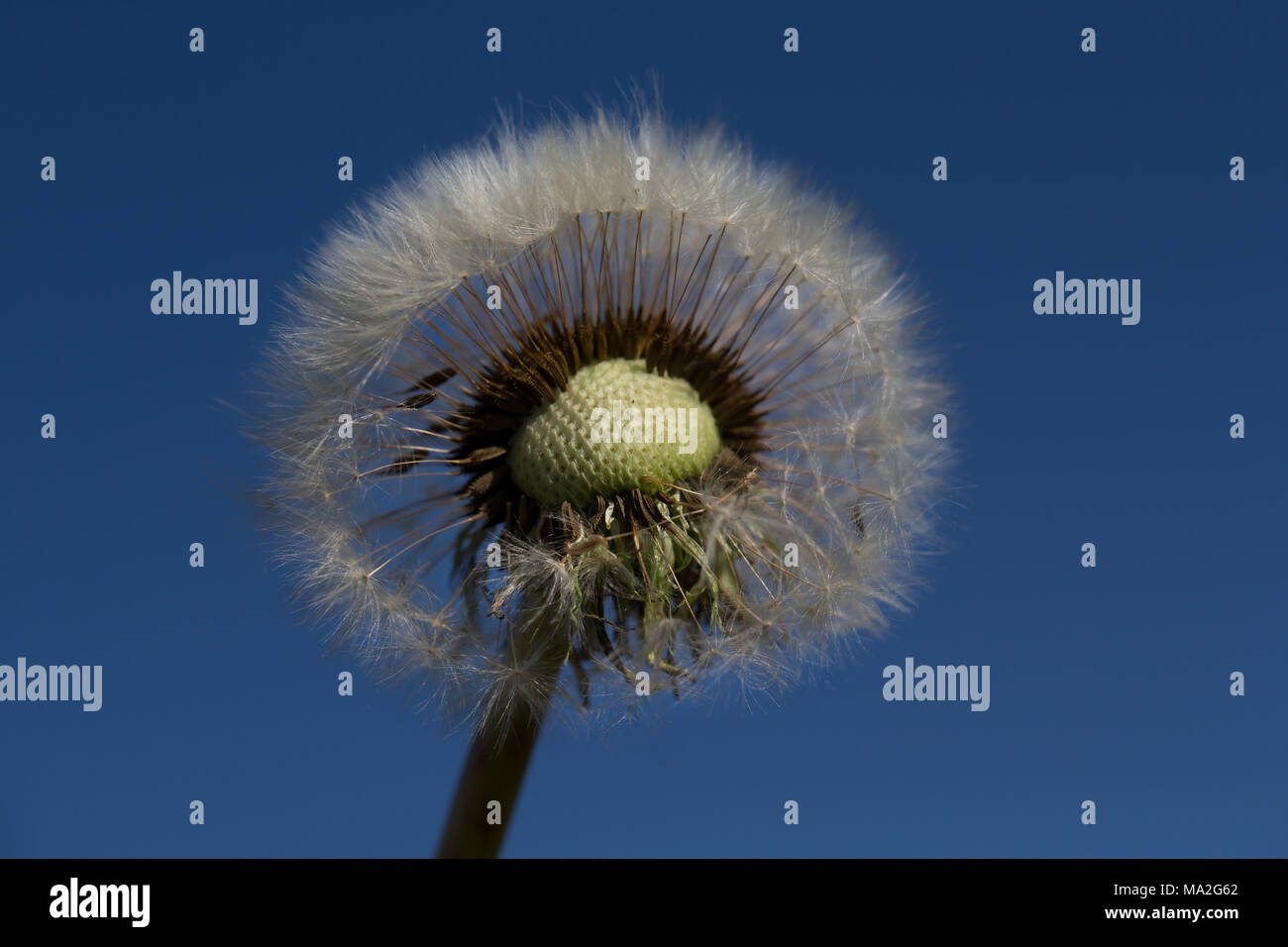 Dandelion head against blue sky Stock Photo
