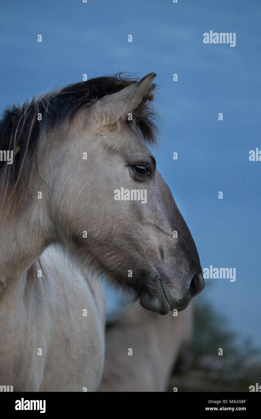 Grey Konik horse on dusky blue sky Stock Photo