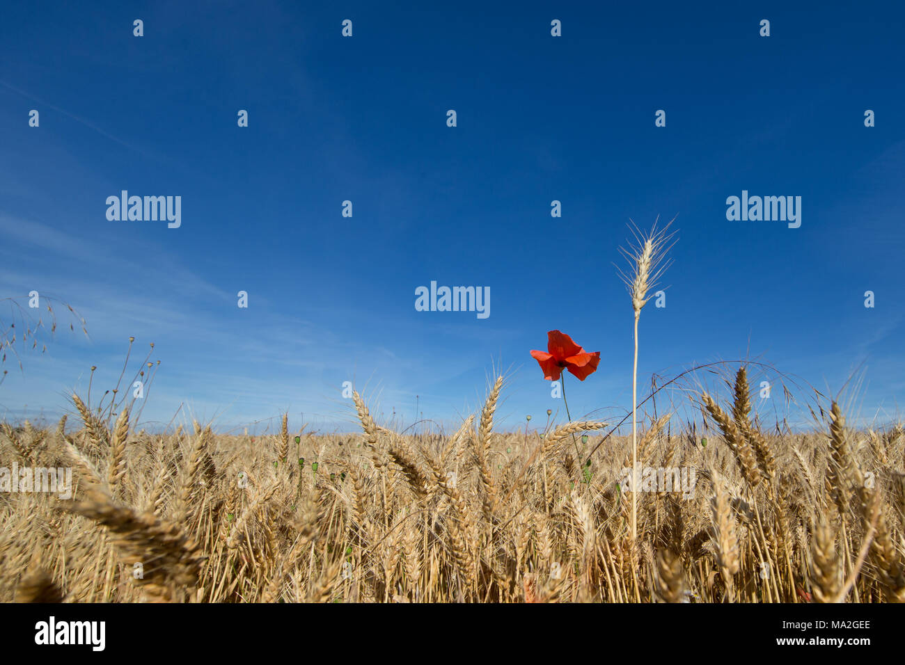 Blue sky above a wheat field and poppy flower Stock Photo